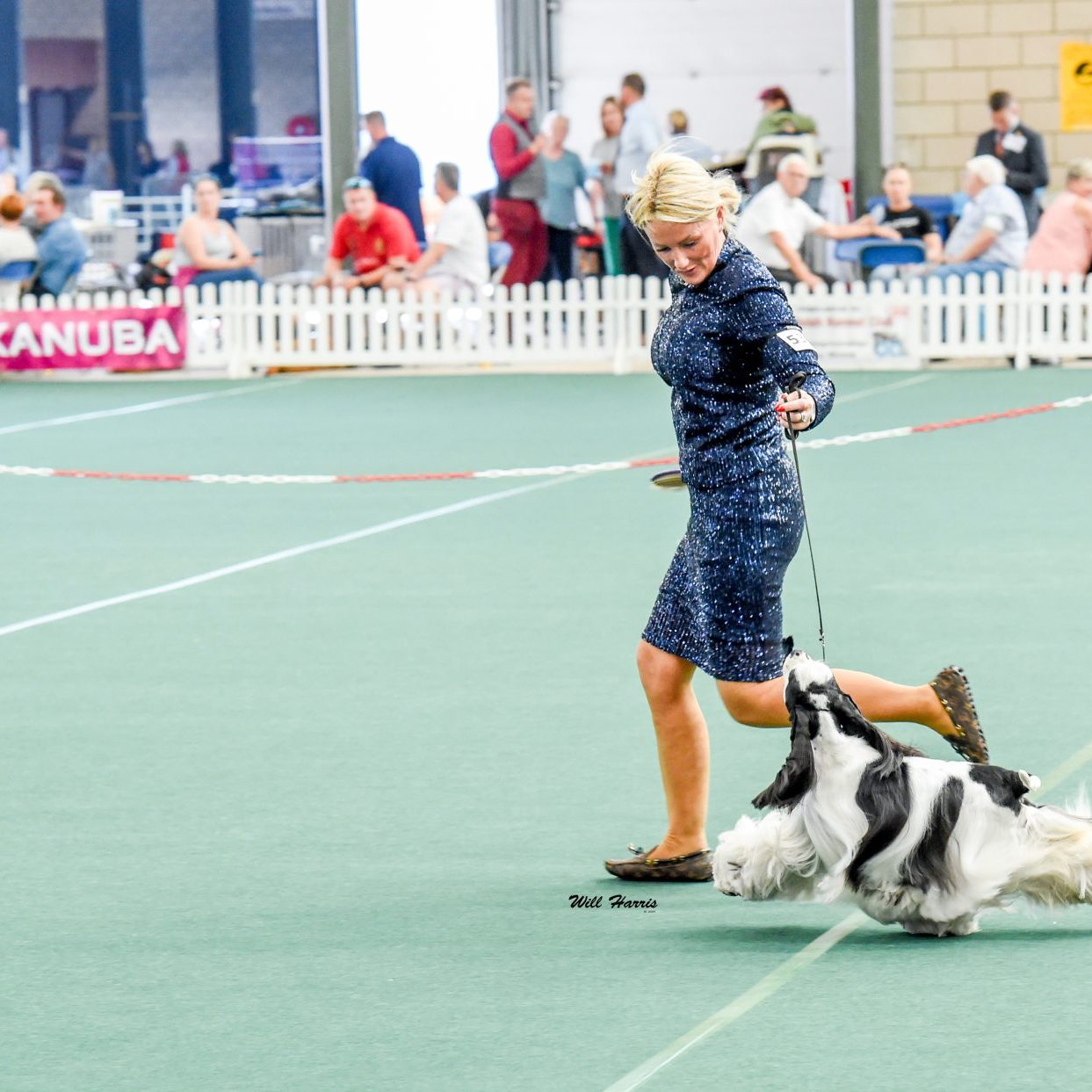 Sh Ch Zarcrest Panda Monium