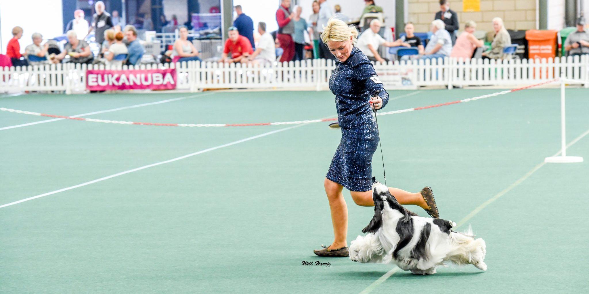 Sh Ch Zarcrest Panda Monium