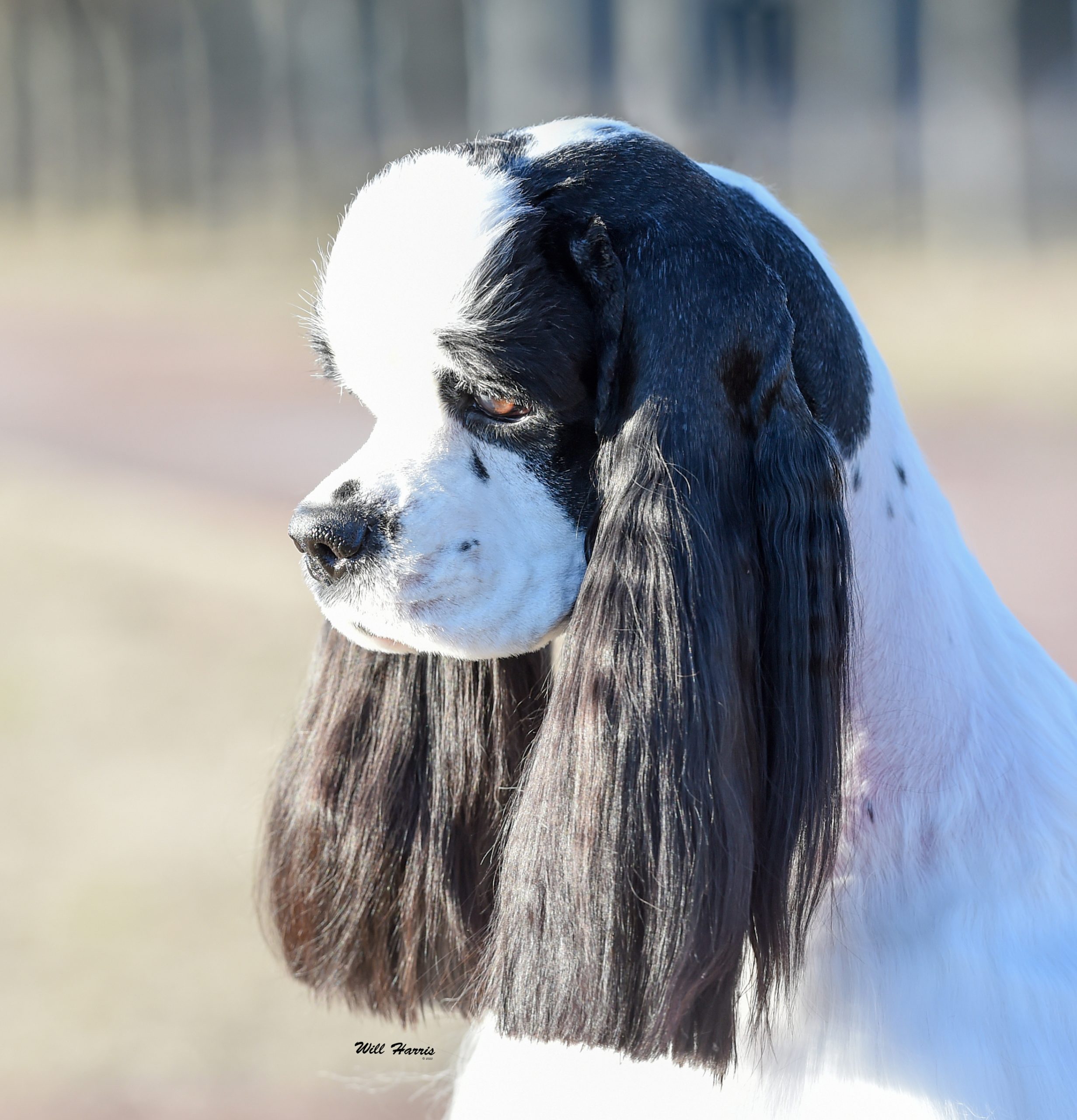 SH CH ZARCREST PANDA MONIUM