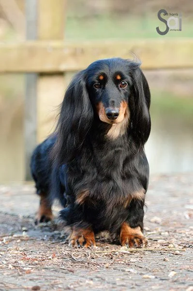 Ch Zarcrest Special Effects For Frankanwen